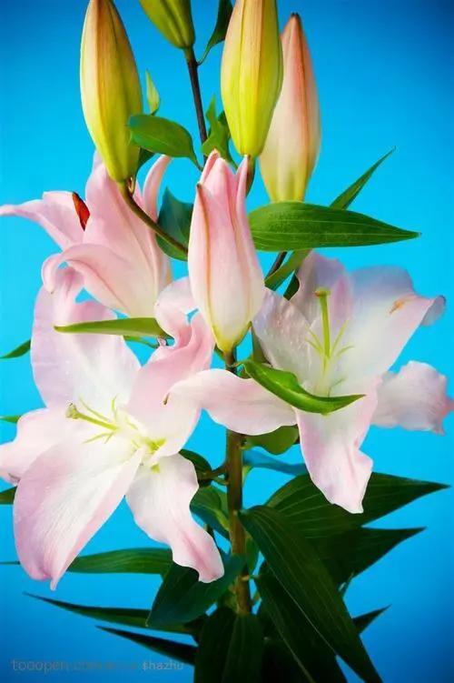 百合花的寓意有什么？百合花有什么象征意义？