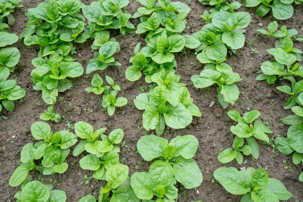 木耳菜怎么种植？木耳菜的种植方法和时间