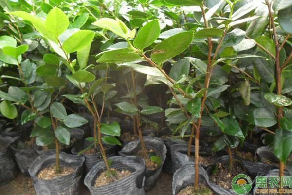 茶花小苗价格多少？茶花小苗几年才能长大？