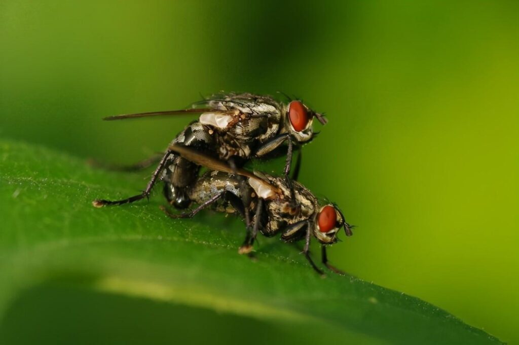 果蝇对人的危害有哪些？人吃了果蝇卵会怎样？