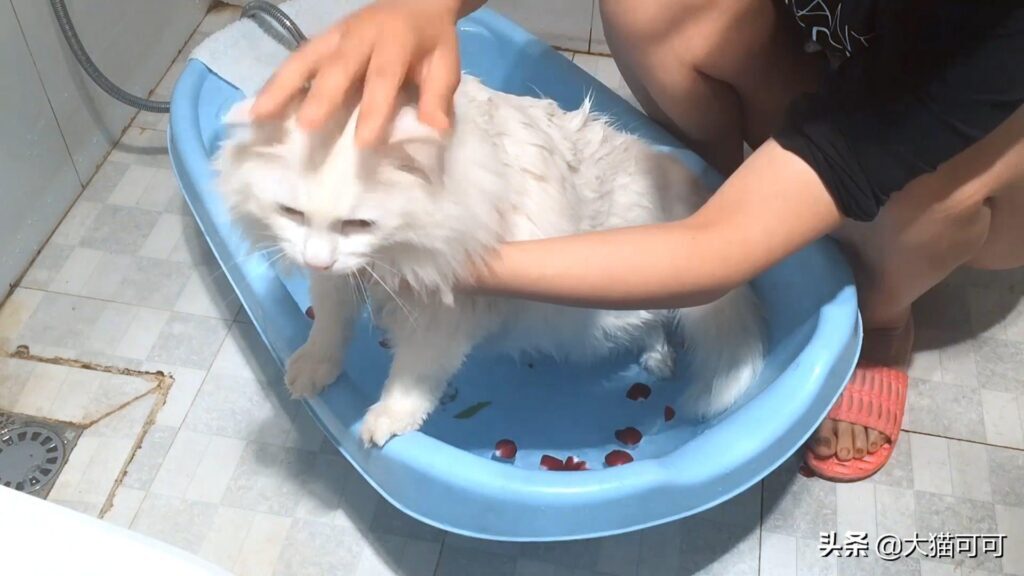 猫咪需要经常洗澡吗？室内养猫多久洗澡一次？