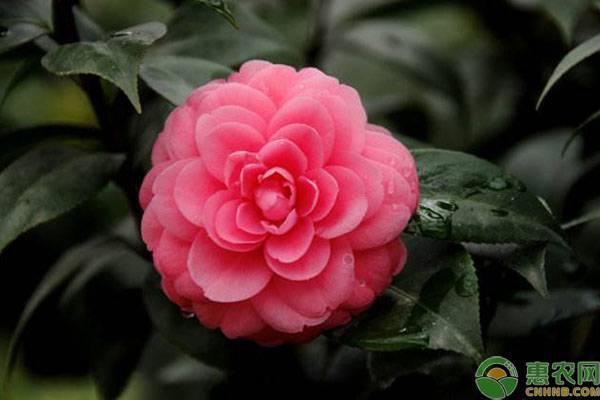 茶花小苗价格多少？茶花小苗几年才能长大？