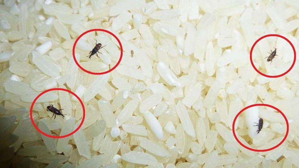 米虫是什么意思？米虫是怎么长出来的？