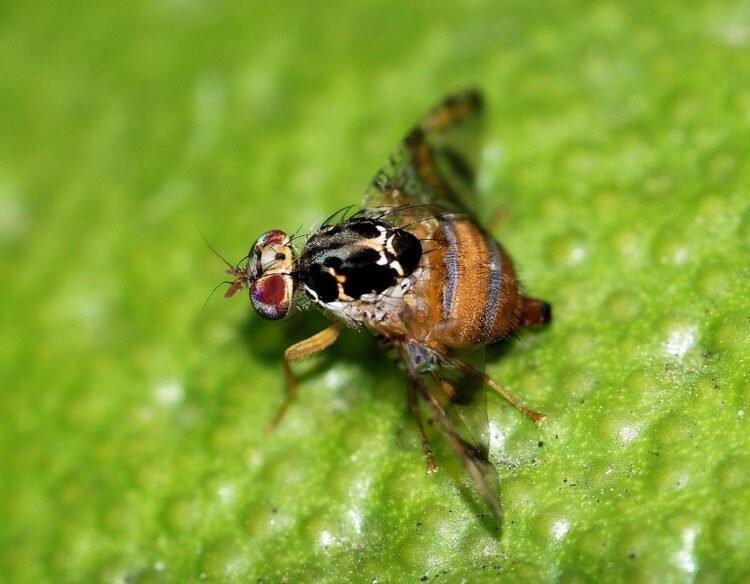 果蝇对人的危害有哪些？人吃了果蝇卵会怎样？