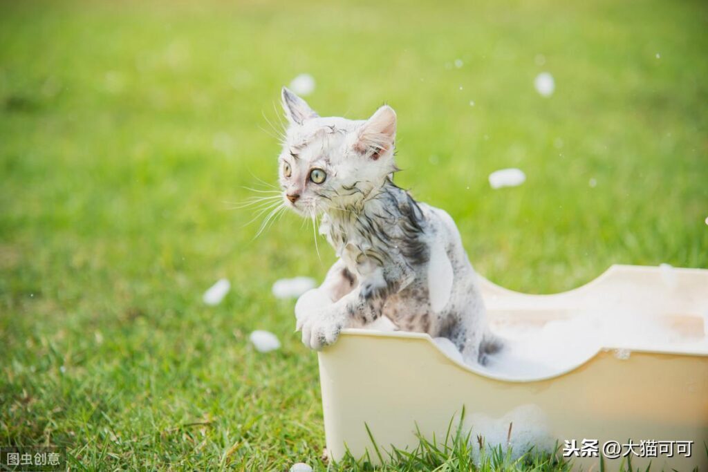 猫咪需要经常洗澡吗？室内养猫多久洗澡一次？