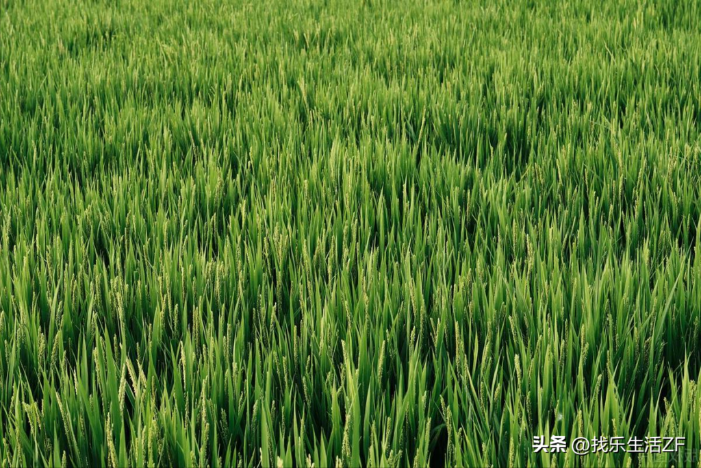终归小满胜万全出自哪首诗？小满诗句原文及翻译