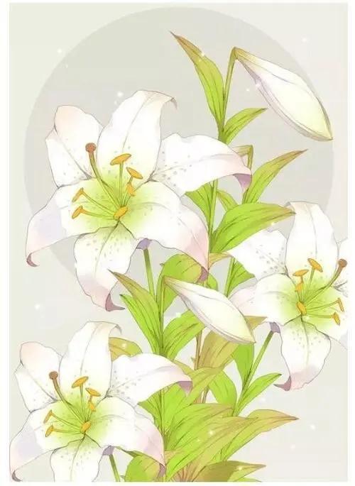 百合花的寓意有什么？百合花有什么象征意义？
