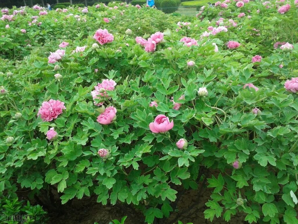 如何种植牡丹？牡丹的栽培管理技术要点