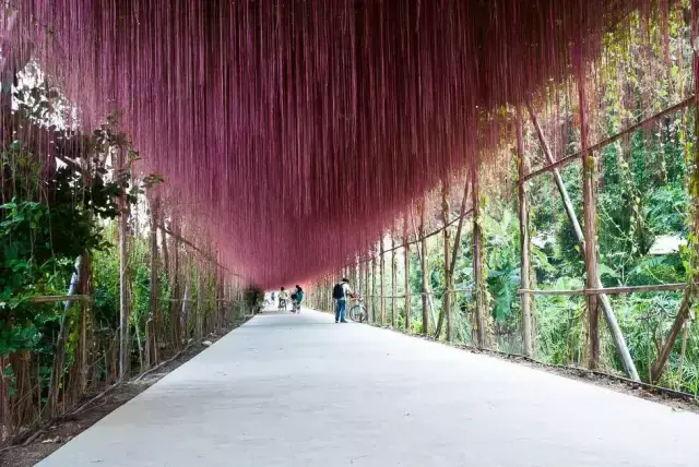 落叶藤本植物是什么？藤本植物有哪些植物？