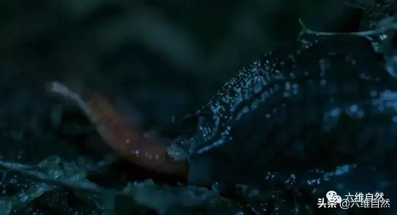 蜗牛可以吃蚯蚓吗？蜗牛和蚯蚓都会吃什么？