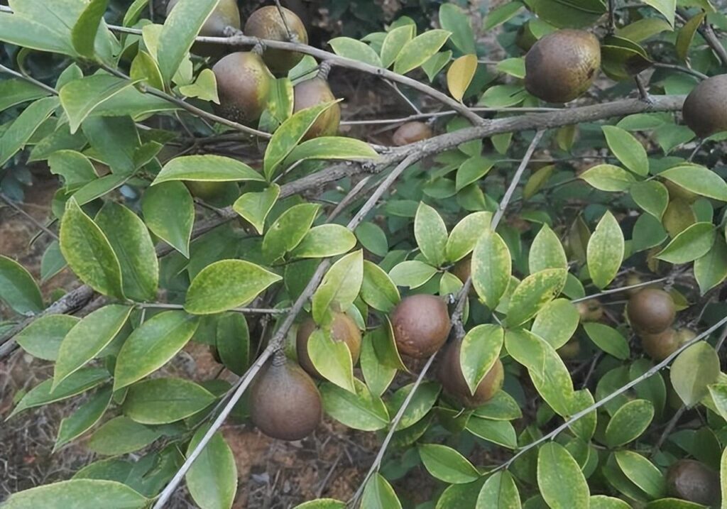 茶油多少钱一斤？茶油的作用与功效
