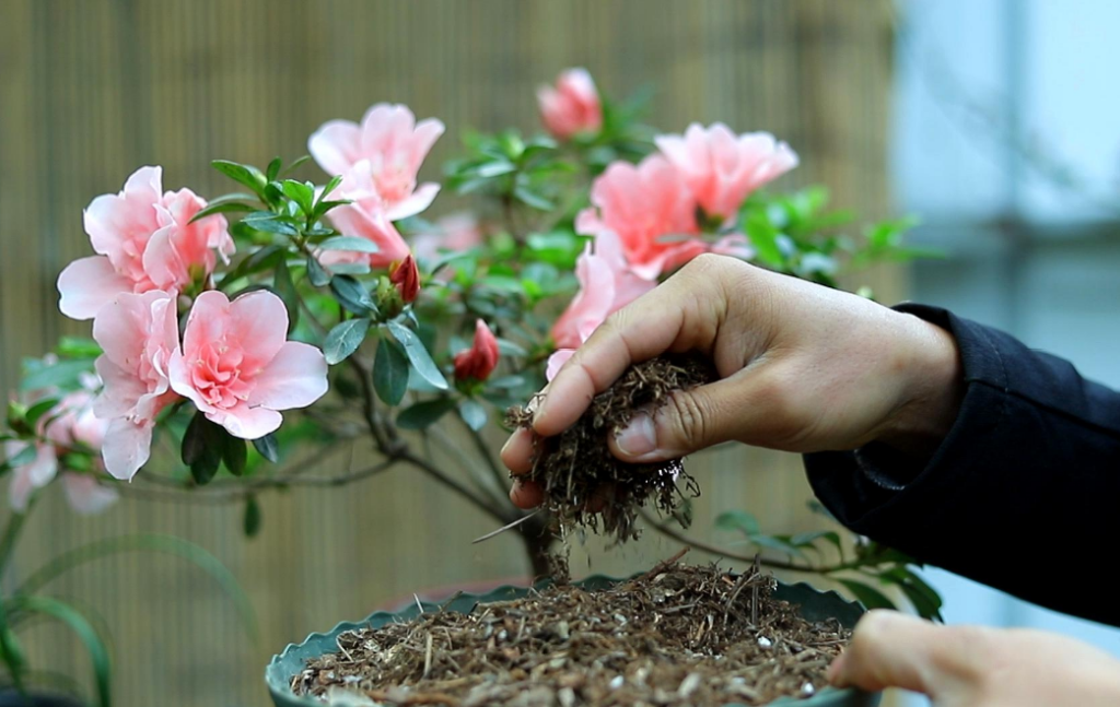 杜鹃花的特点有哪些 ？杜鹃花的介绍和特点