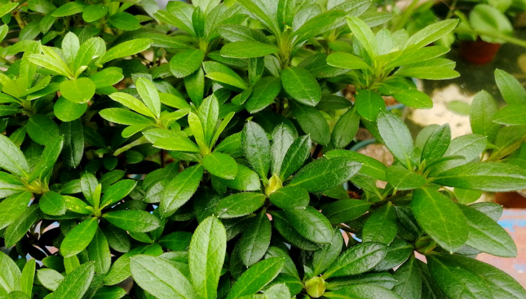 杜鹃花的特点有哪些 ？杜鹃花的介绍和特点