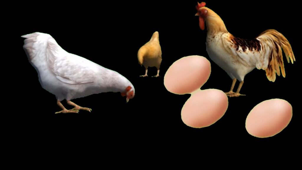 先有蛋还是先有鸡？先有鸡先有蛋科学解释