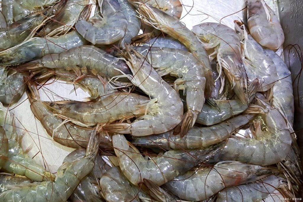 河虾和海虾的区别是什么？河虾海虾如何区分？