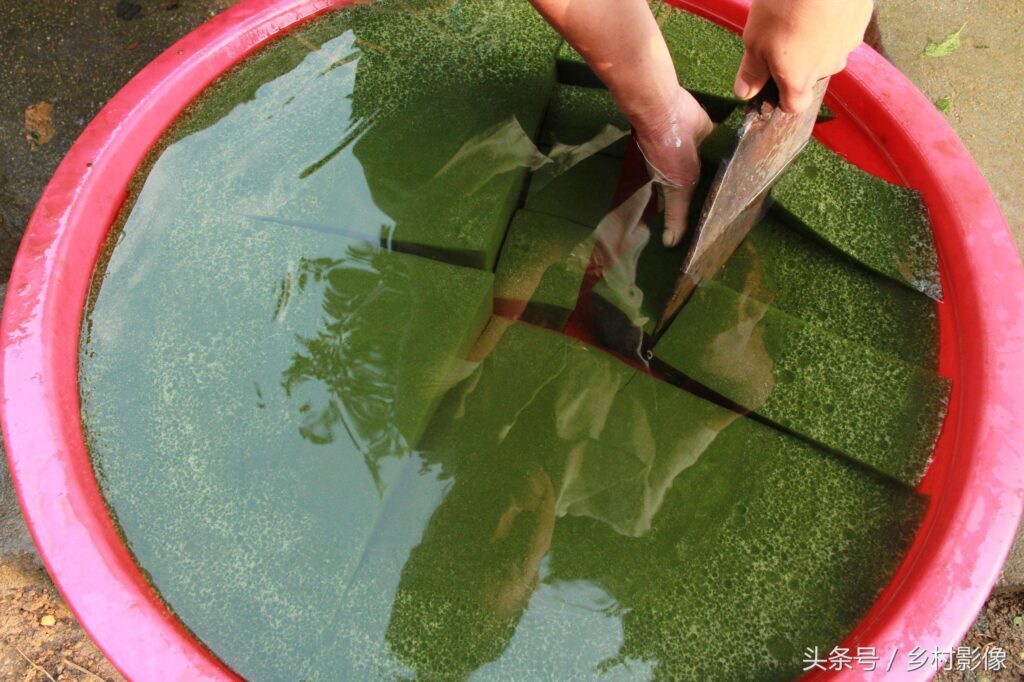 阿屎木又叫神仙树对吗？神仙木的功效与作用