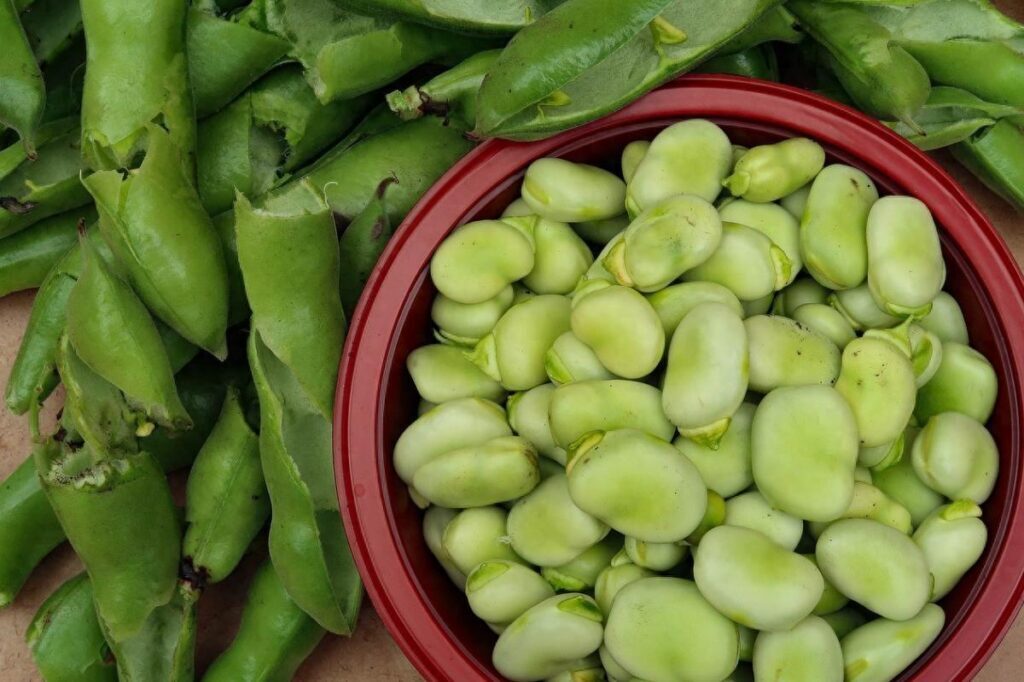 蚕豆吃多了长肉吗？蚕豆增肥还是减肥？
