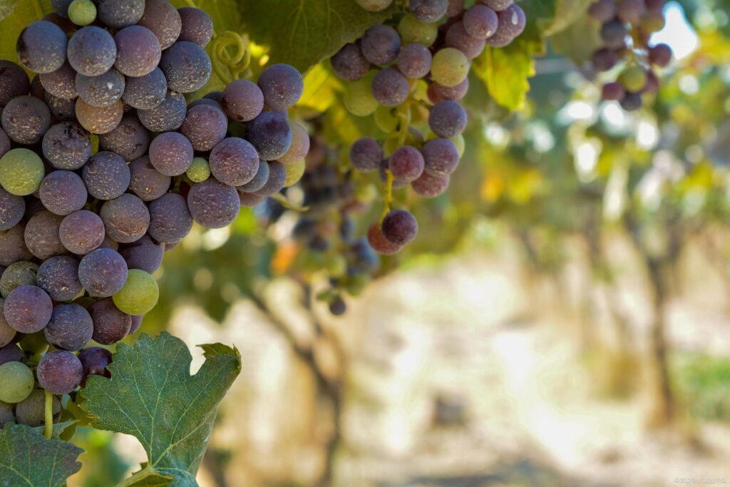 葡萄什么时候成熟？葡萄是夏季还是秋季成熟？