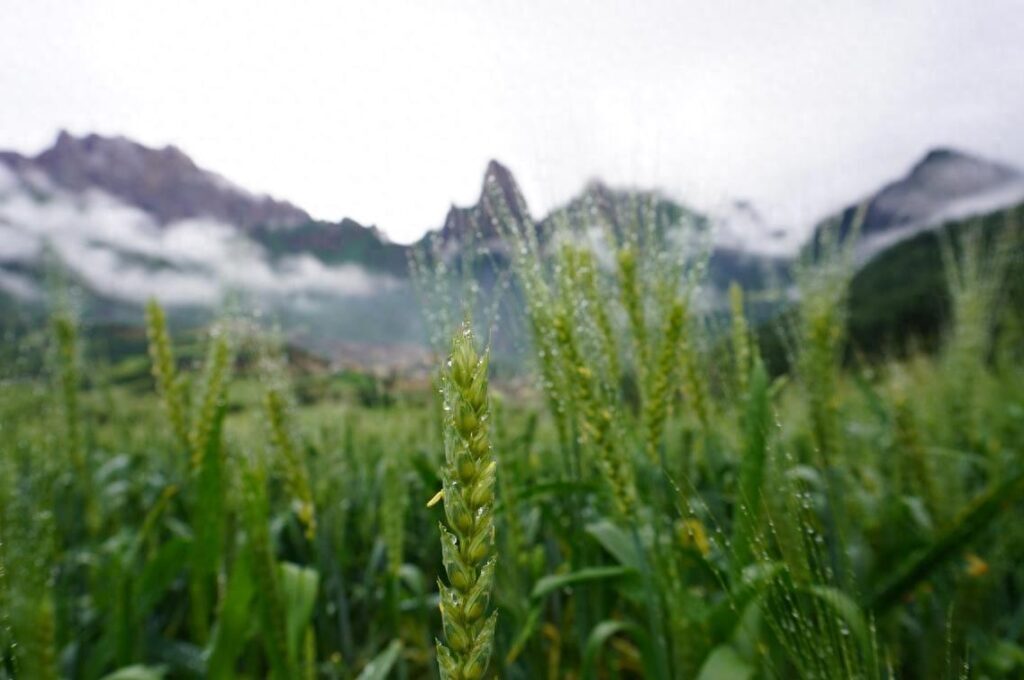 青稞和小麦的有什么区别？青稞和小麦哪个营养价值高？
