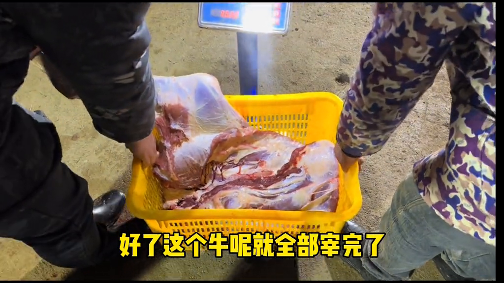 一头牛有多重？一头牛能出多少肉？