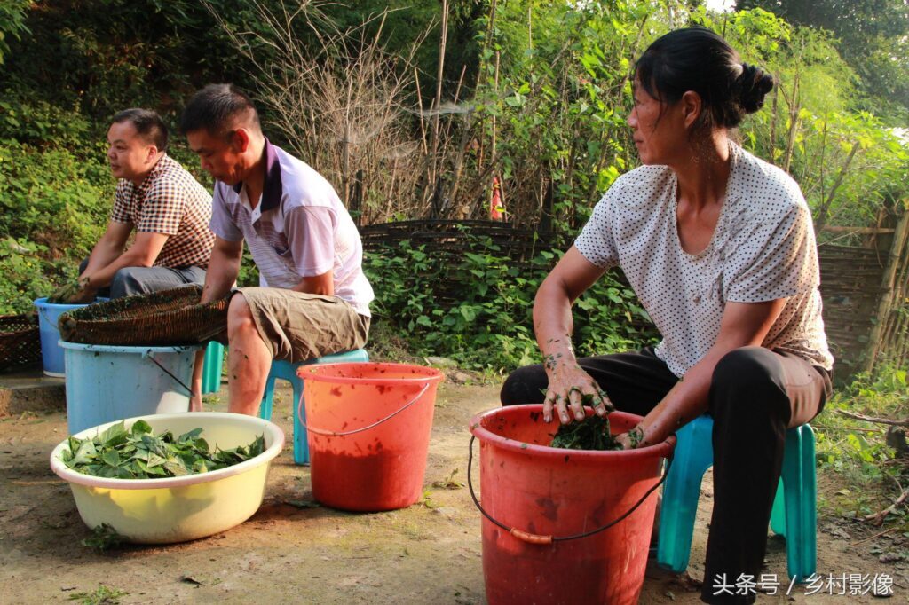 阿屎木又叫神仙树对吗？神仙木的功效与作用