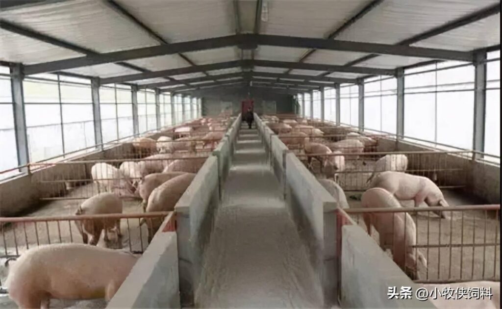 建养猪大棚需要多少钱？建养猪大棚怎么办手续?