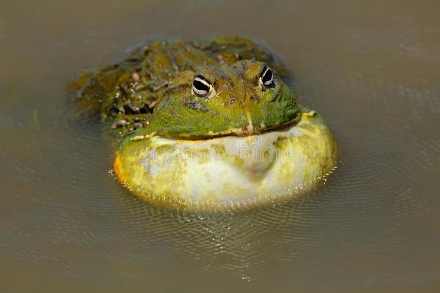 养一只牛蛙要多少成本？养牛蛙成本高吗?