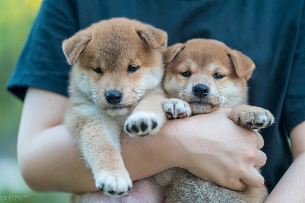 纯种柴犬多少钱？正宗日本柴犬价格