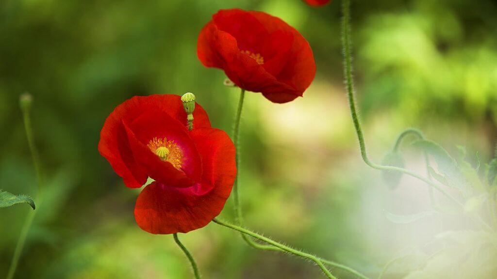 什么花的花语是神明？哪些花被称为神花？