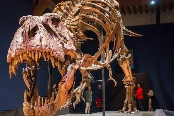 恐龙化石值多少钱？个人可以收藏恐龙化石吗?