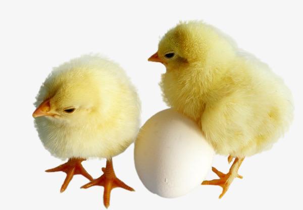 先有蛋还是先有鸡？先有鸡先有蛋科学解释
