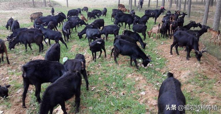 努比亚黑山羊种羊多少钱一只？努比亚黑山羊肉好吃吗？