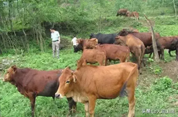 一头牛有多重？现在一头牛值多少钱？