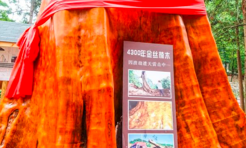 金丝楠木多少钱一方？金丝楠木的价值
