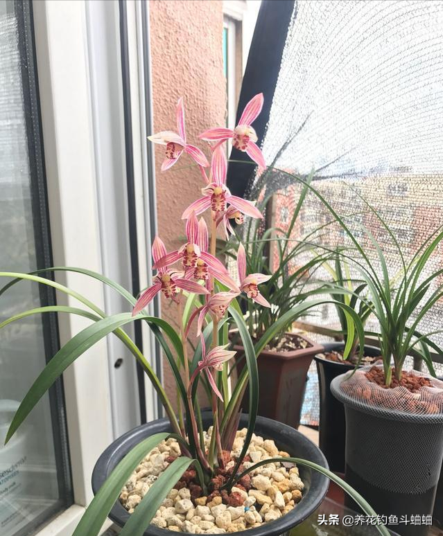 兰花品种有哪些？初养兰花新手适合哪种？