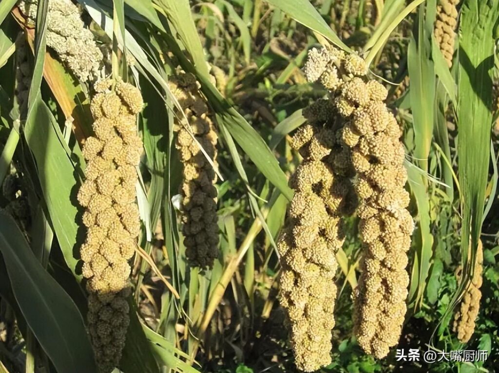 黄米原产自中国什么地方？黄米的起源
