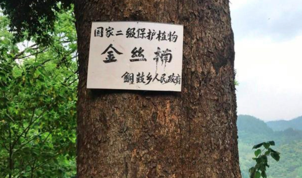 金丝楠木多少钱一方？金丝楠木的价值