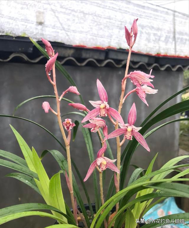 兰花品种有哪些？初养兰花新手适合哪种？