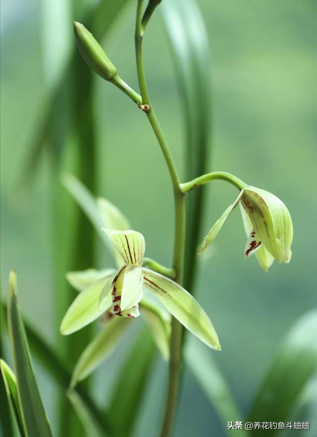 兰花品种有哪些？初养兰花新手适合哪种？