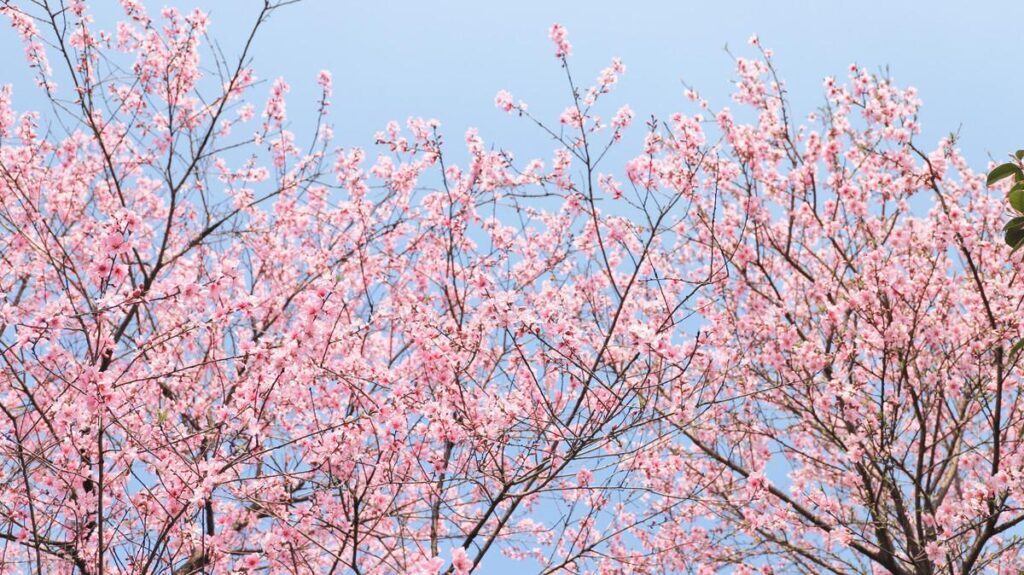 桃花什么时候开？桃花是春天开还是夏天开？