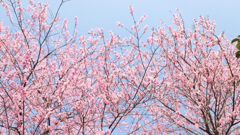 桃花什么时候开？桃花是春天开还是夏天开？