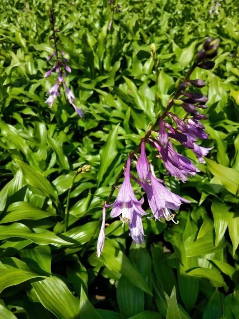 紫花玉簪怎么养 ？紫花玉簪的养护方法