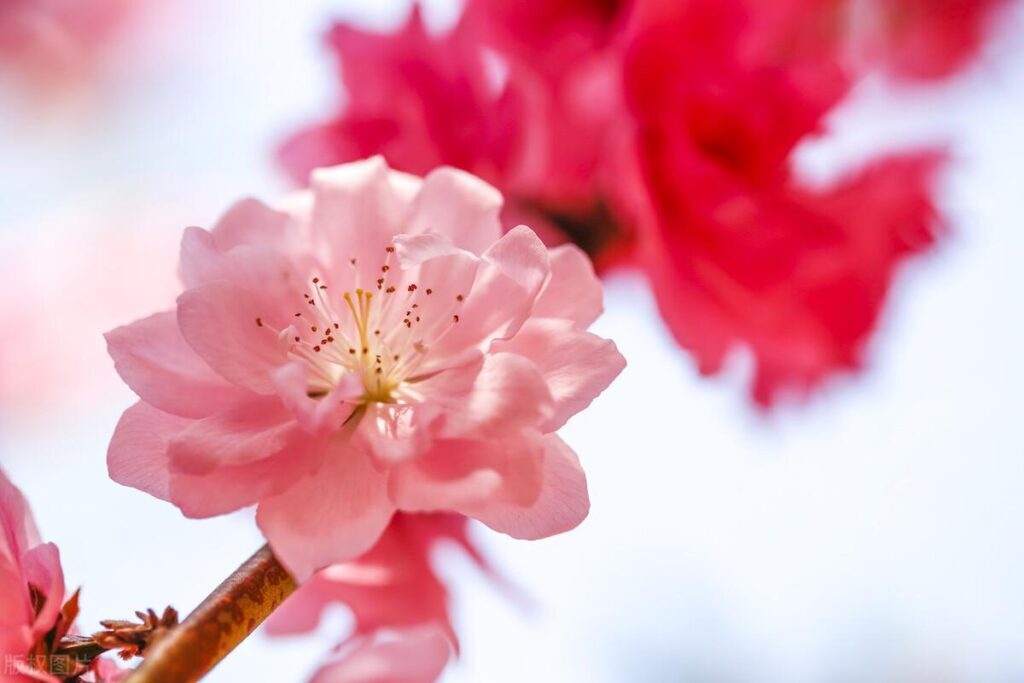 桃花什么时候开？桃花是春天开还是夏天开？