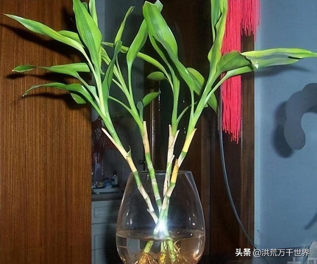 富贵竹怎么养才能更旺盛？富贵竹放水里怎么养？