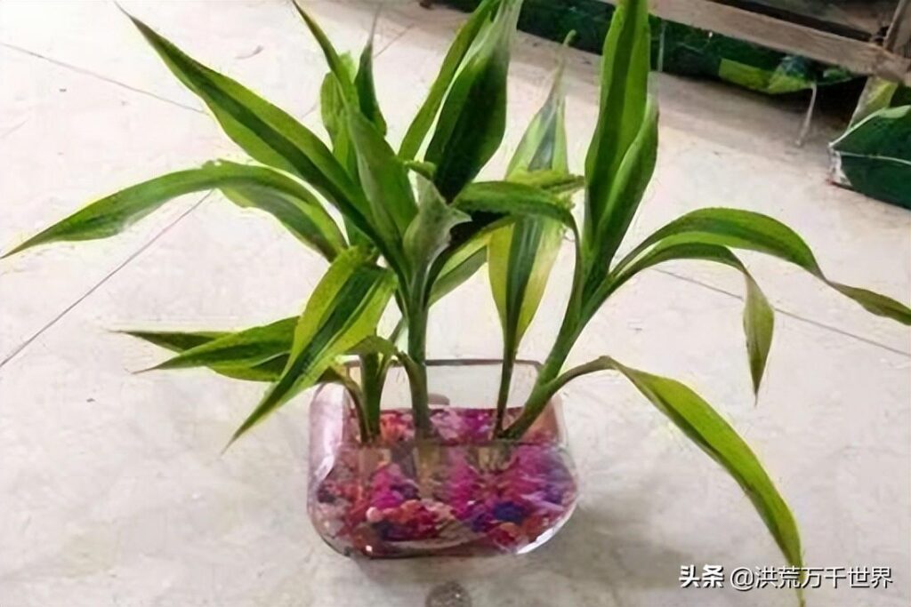富贵竹怎么养才能更旺盛？富贵竹放水里怎么养？