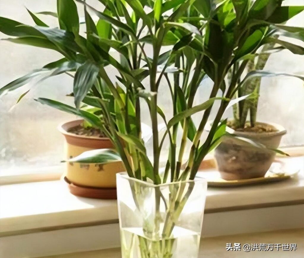 富贵竹怎么养才能更旺盛？富贵竹放水里怎么养？