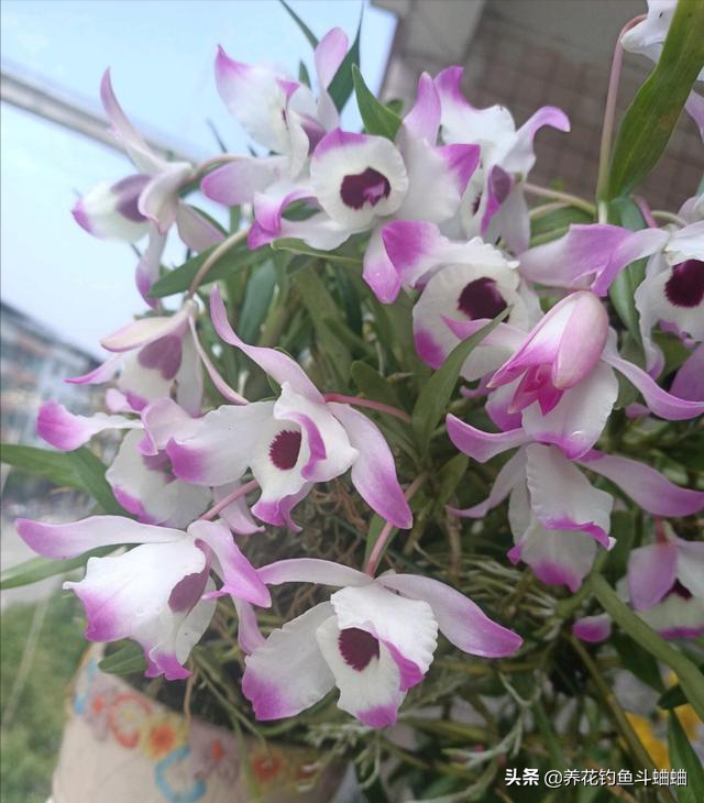 兰花品种有哪些？初养兰花新手适合哪种？