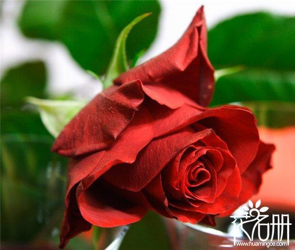 真爱玫瑰是什么意思？真爱玫瑰是什么品种?