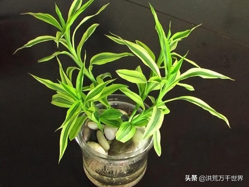 富贵竹怎么养才能更旺盛？富贵竹放水里怎么养？