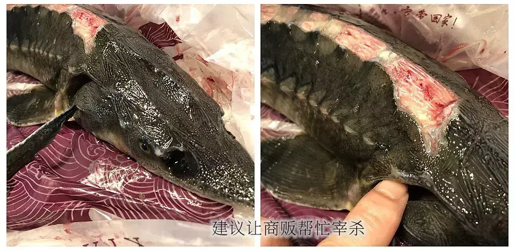 鲟鳇鱼怎么处理干净？鲟鱼最简单处理方法